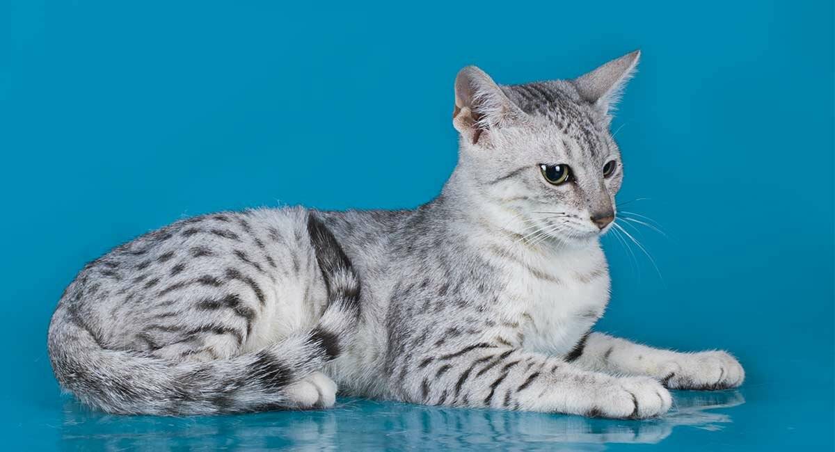 Сколько живут египетские кошки