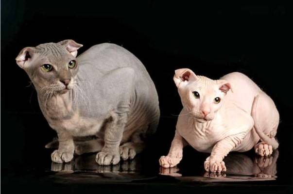 Самая уродливая порода кошек в мире
