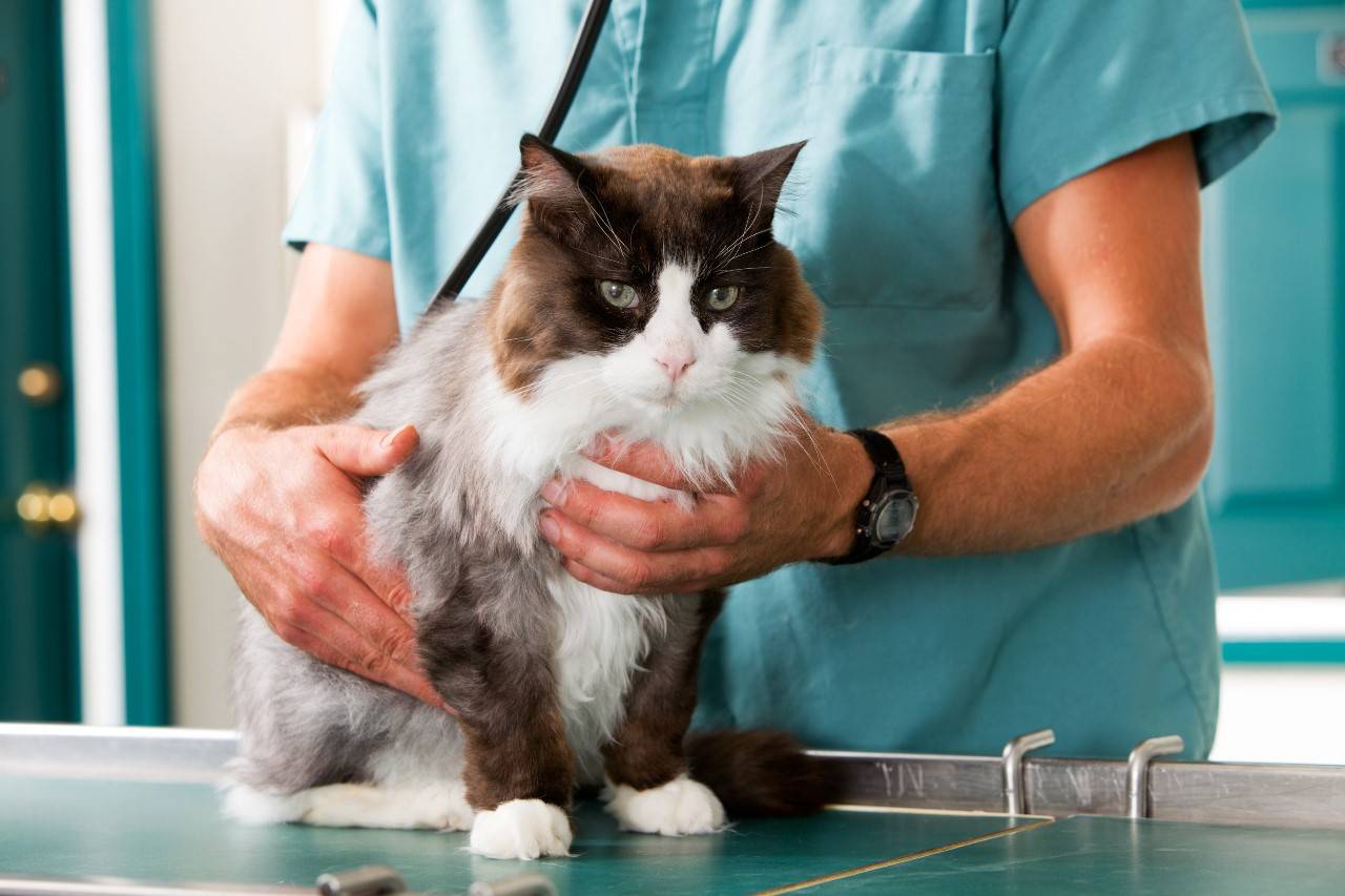 Лечение отодектоза у кошек народными средствами