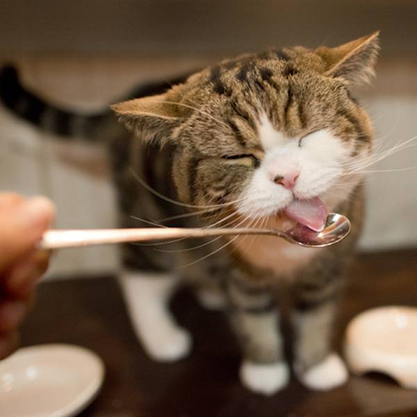 Лечение поноса у котенка народными средствами
