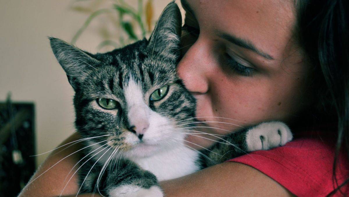 Какие симптомы при лейкемии у кошек