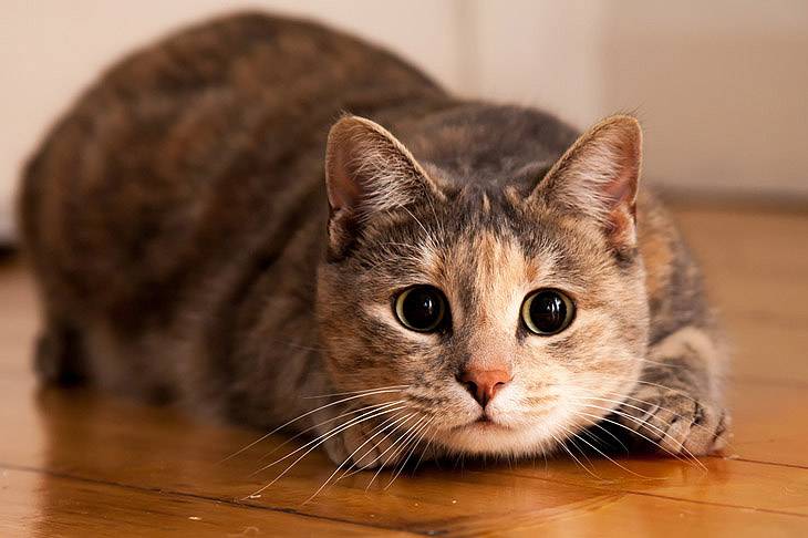 Чем отпугнуть кошек от растений Какой запах может отпугнуть кошек
