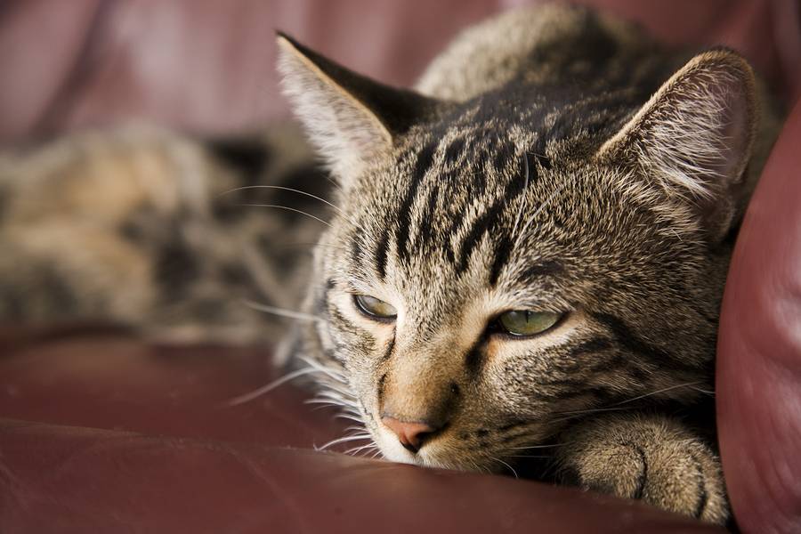 Симптомы кишечного кровотечения у кошек