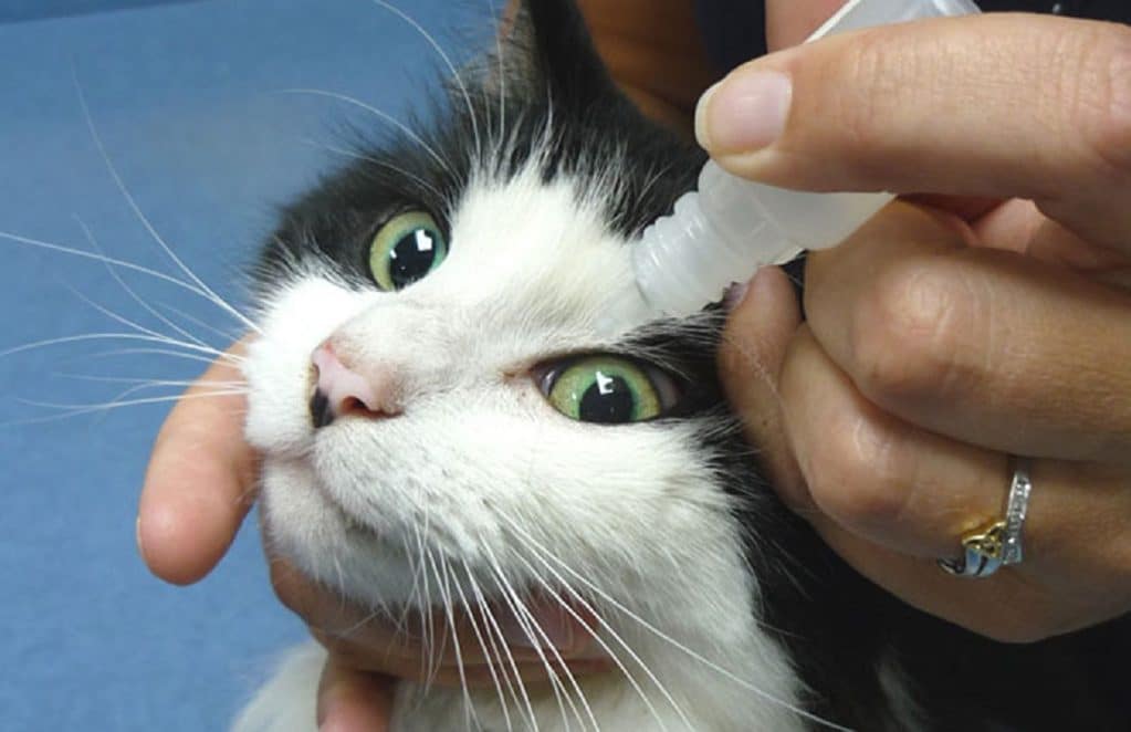 Коричневые выделения из глаз у кошки лечение в домашних условиях thumbnail