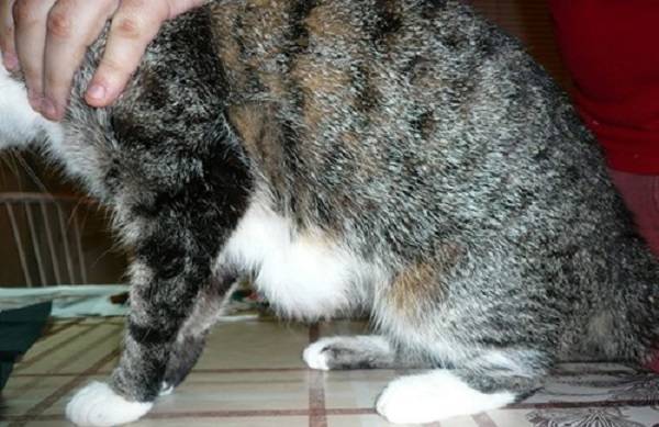 Лимфома желудка у кошек лечение