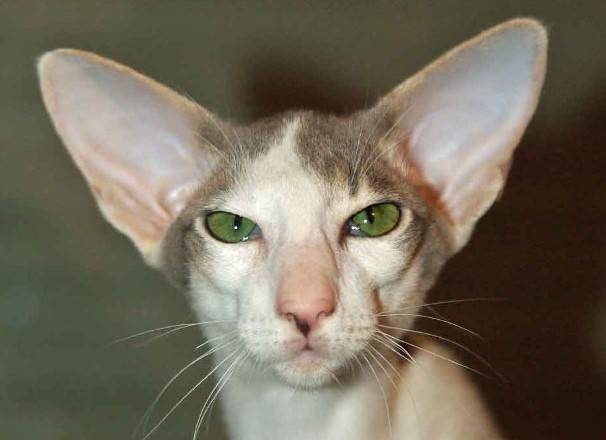 Самые уродливые породы кошек в мире фото