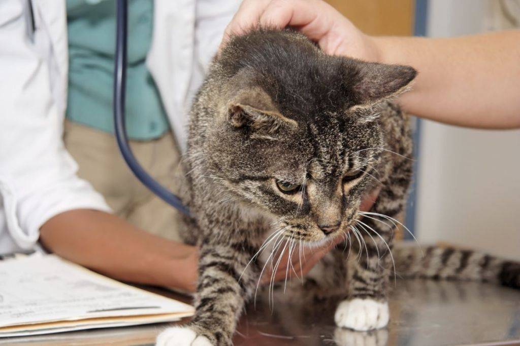 Сколько длится вирусное заболевание у кошек