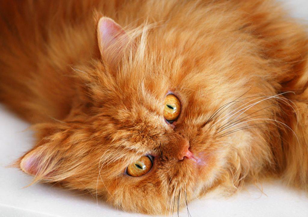 Каким цветом глаза у рыжей кошки
