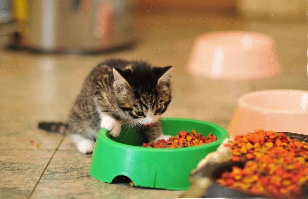 Во сколько котенок сам начинает есть если нет кошки