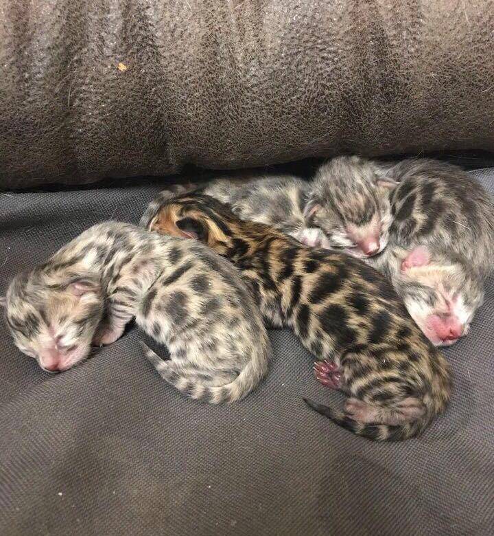 Дикие леопардовые кошки породы thumbnail