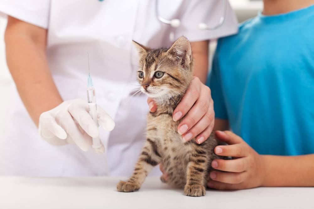Вирусный лейкоз у кошек: как передается FeLV, чем опасен, симптомы, диагностика, лечение, профилактика и прогноз