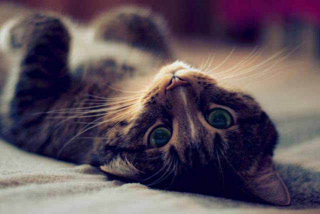 Варианты почему кошка может шипеть: на кота, своего хозяина и другие примеры