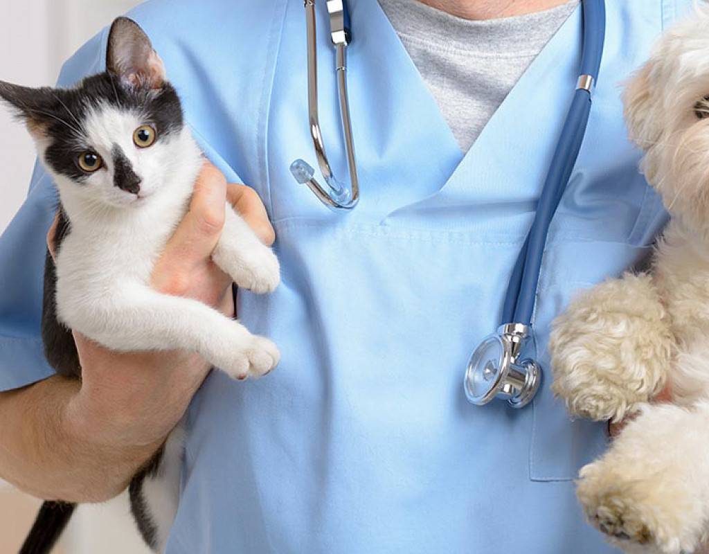 Какое дать лекарство кошке при поносе