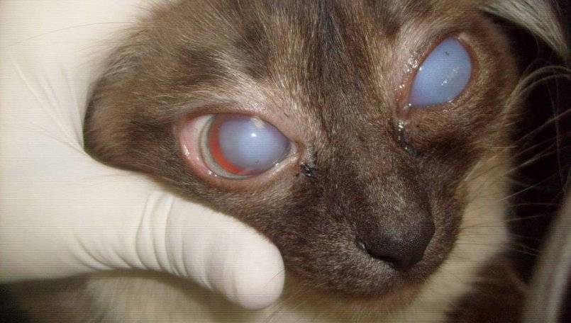 Причины появления бельма на глазу у кошки и способы лечения