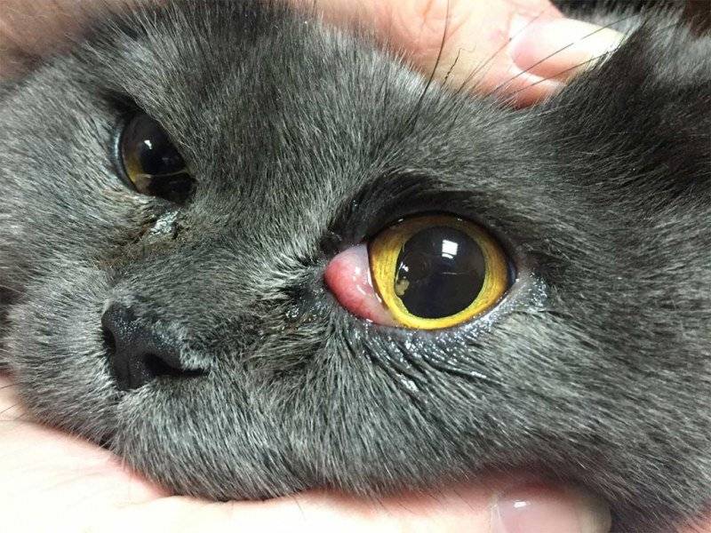 Третий глаз у кошек лечение в домашних условиях