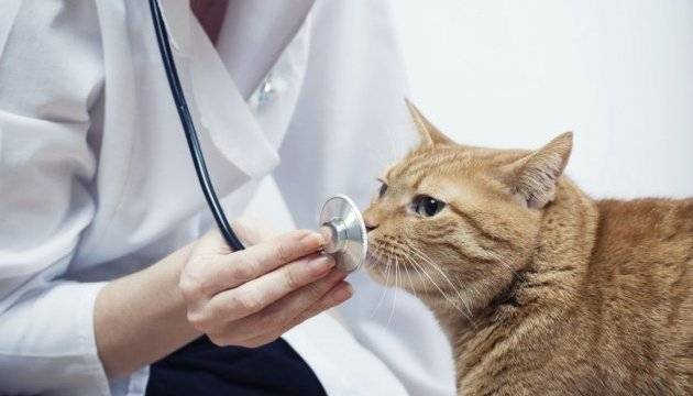 Коронавирус у кота лечение в домашних условиях thumbnail