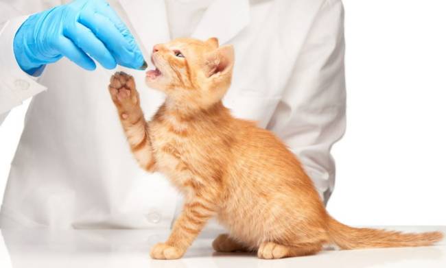 Абсцесс у котенка лечение в домашних условиях thumbnail