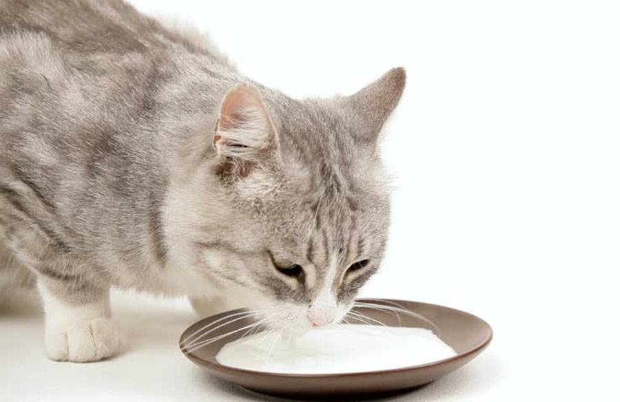 Через какое время можно кормить кошку после наркоза