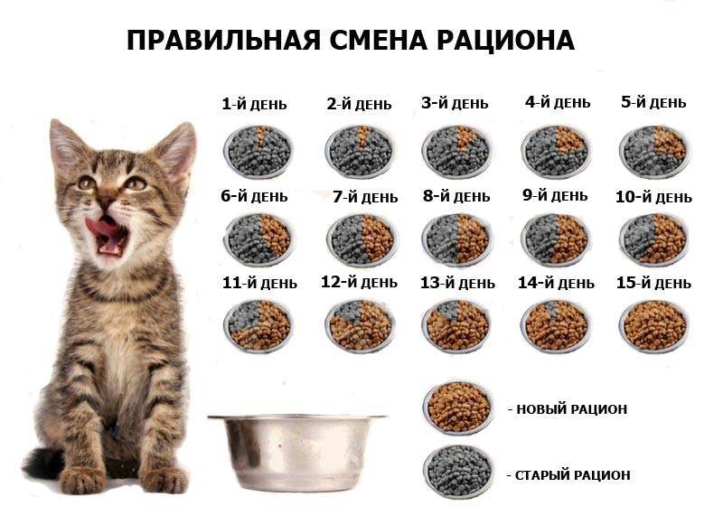 Во сколько котенок сам начинает есть если нет кошки