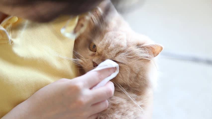 Третье веко у кошек лечение в домашних условиях
