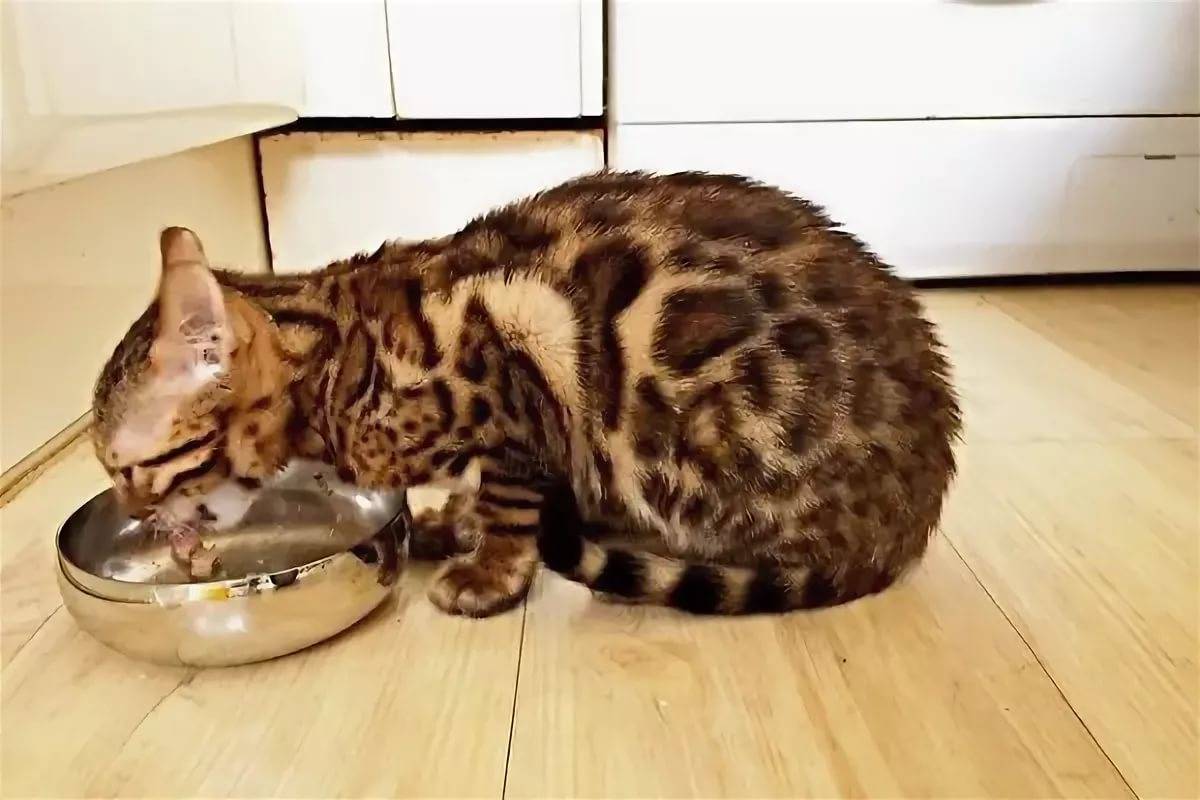 Домашняя порода леопардовых кошек
