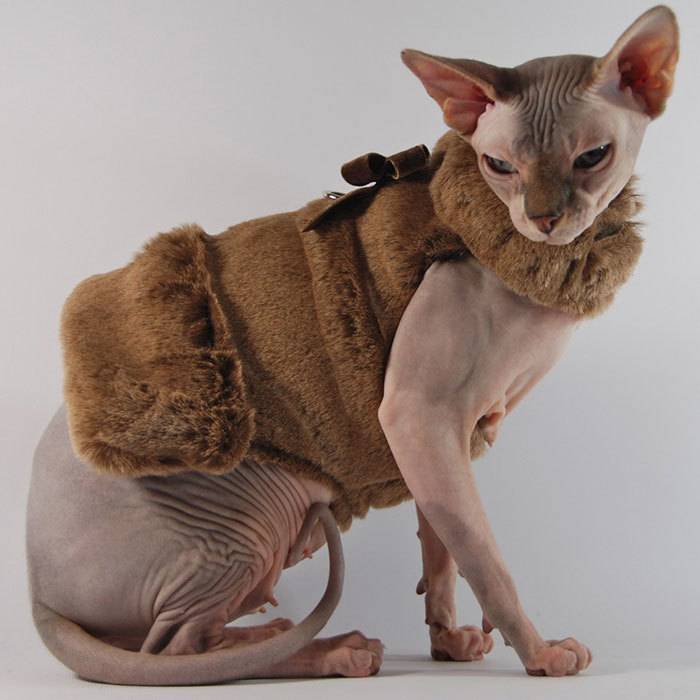Одежда для котов сфинксов