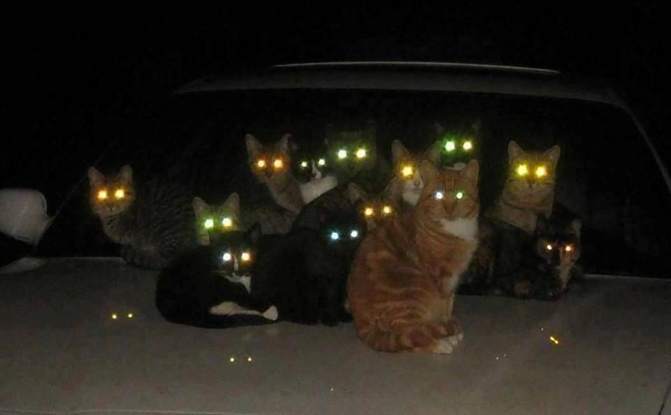Видят ли кошки в темноте и как