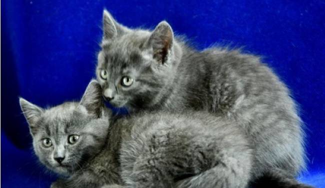 Породы кошек смесь сибирской и сиамской кошек