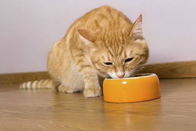Кошка рвота понос отказ от еды