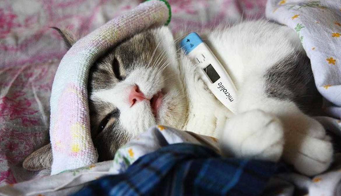 Котик вялый много спит какие витамины дать