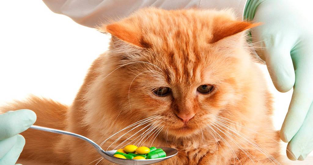 Холангит  – воспаление желчных протоков у кошек