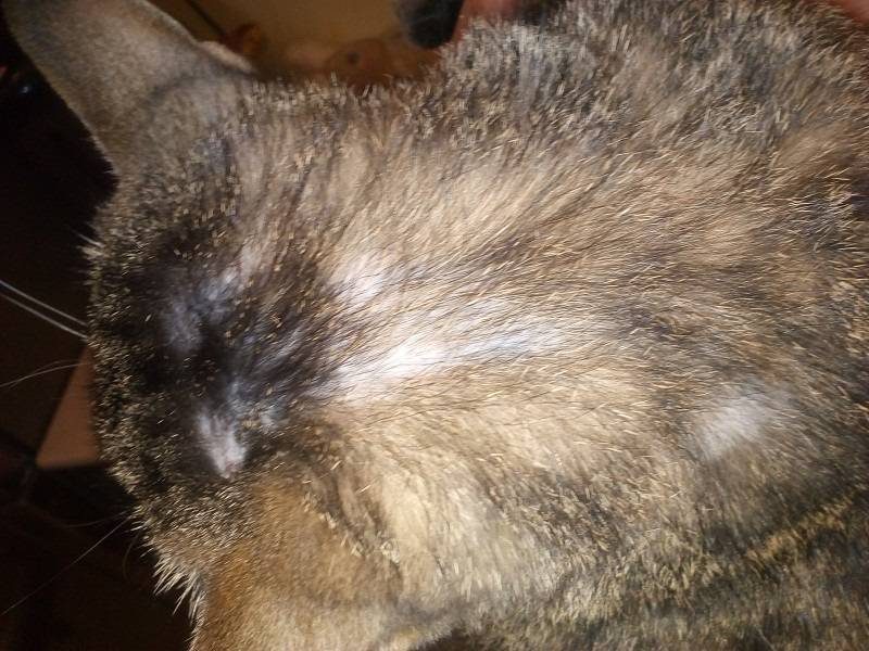 Перхоть у кошки – на спине около хвоста и в других местах, причины и лечение недуга