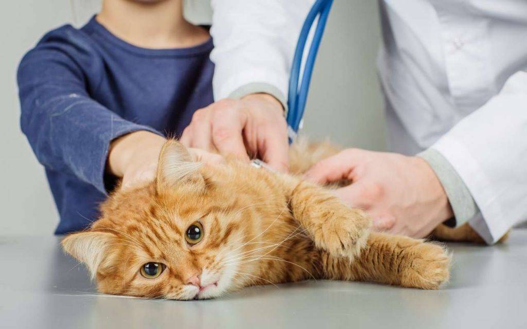Пониженная температура у кошки причины и что делать