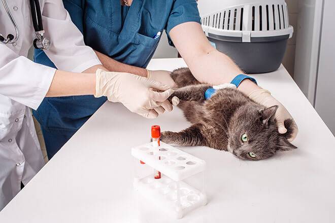 Низкий гемоглобин у котенка причины
