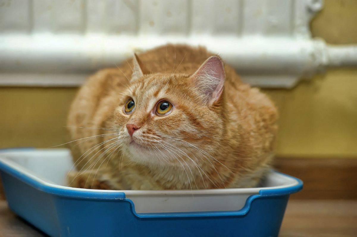 Лечение запора у кошки в домашних условиях: слабительное Лактусан для котов, описание и дозировка