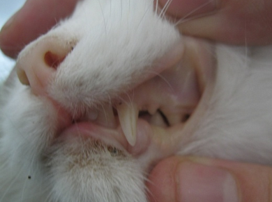 Причины сильной анемии у кошек