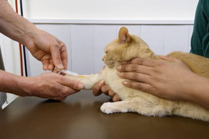 Диагностика анемий у кошек