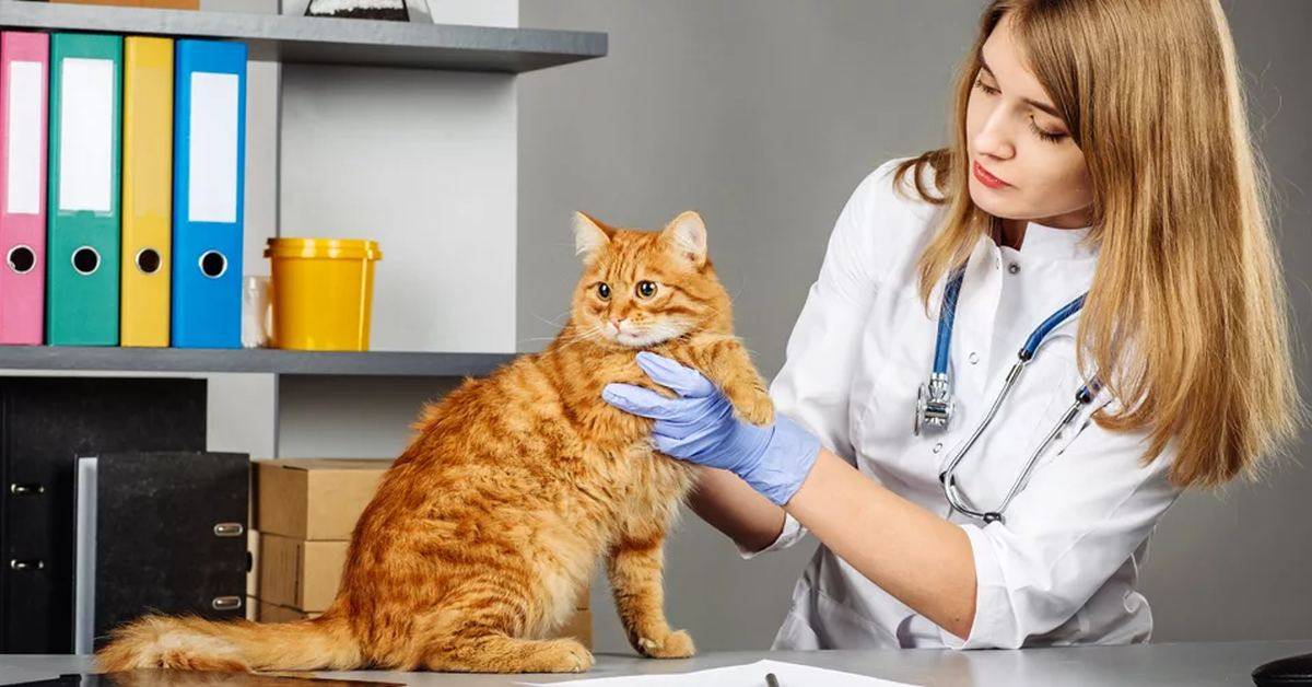 Глисты у кошек, котят: симптомы и лечение, как выглядят