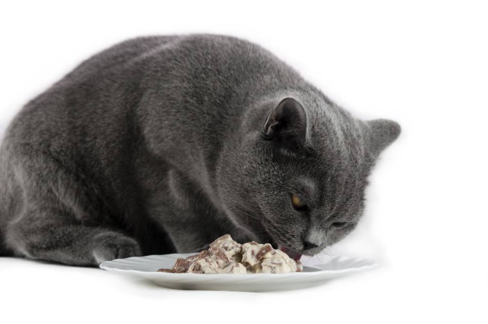 Чем можно кормить кота после мочекаменной болезни