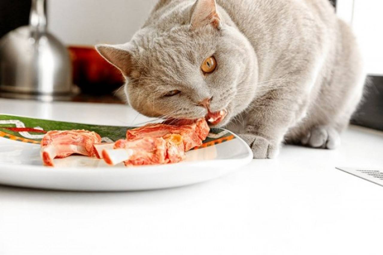 Кормление кошек натуральной пищей
