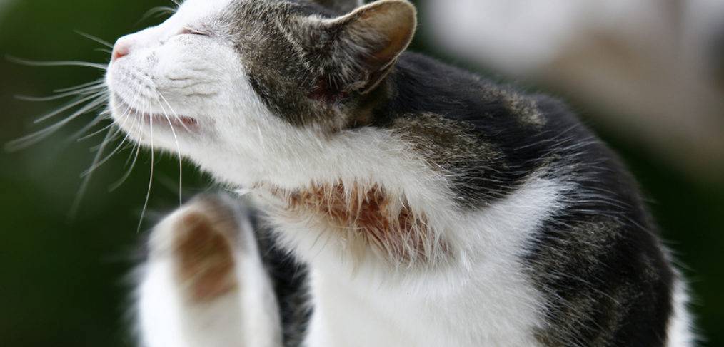 Пищевая аллергия у кошек