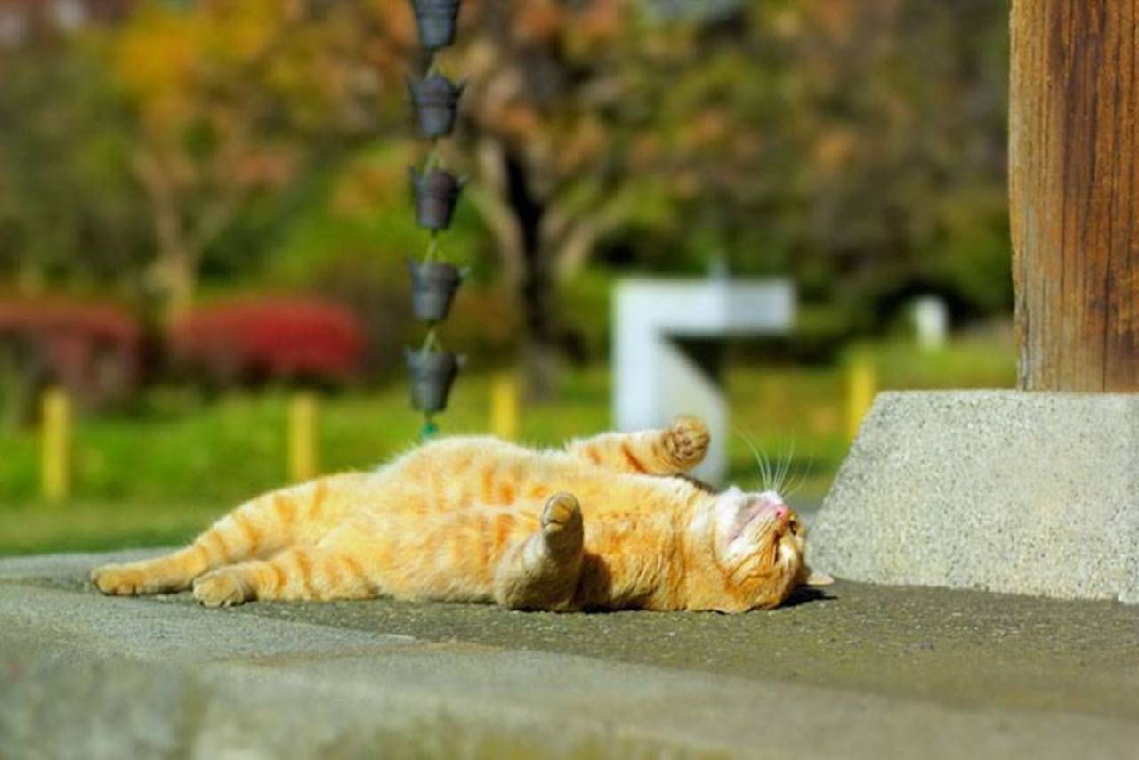 Кот нежится на солнце