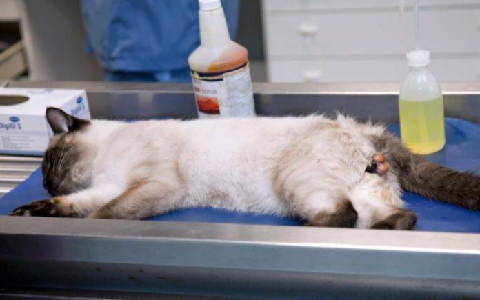 Сколько коты отходят от наркоза после кастрации?
