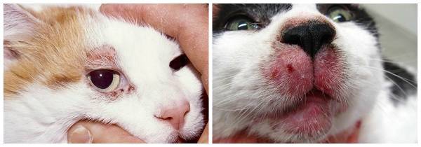 Болезни кошек демодекоз лечение в домашних условиях