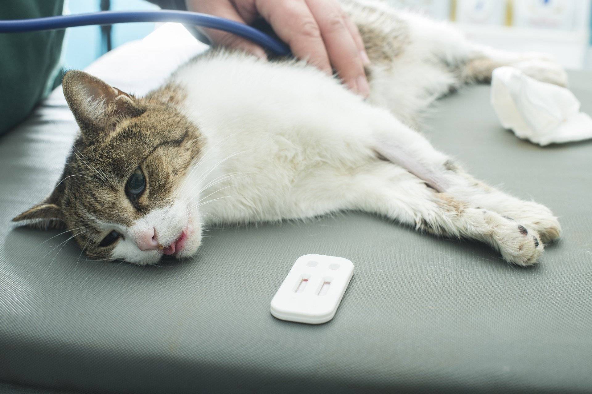 10 вирусных и инфекционных заболеваний кошек: симптомы и лечение