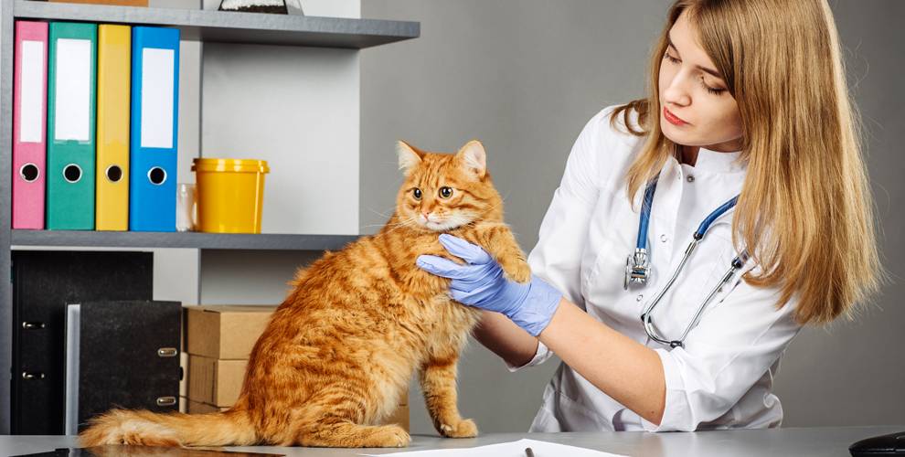 Признаки непроходимости кишечника у кошек
