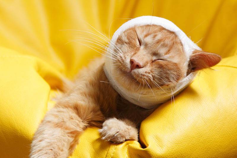 Инсульт у кошек: симптомы, признаки и методы лечения