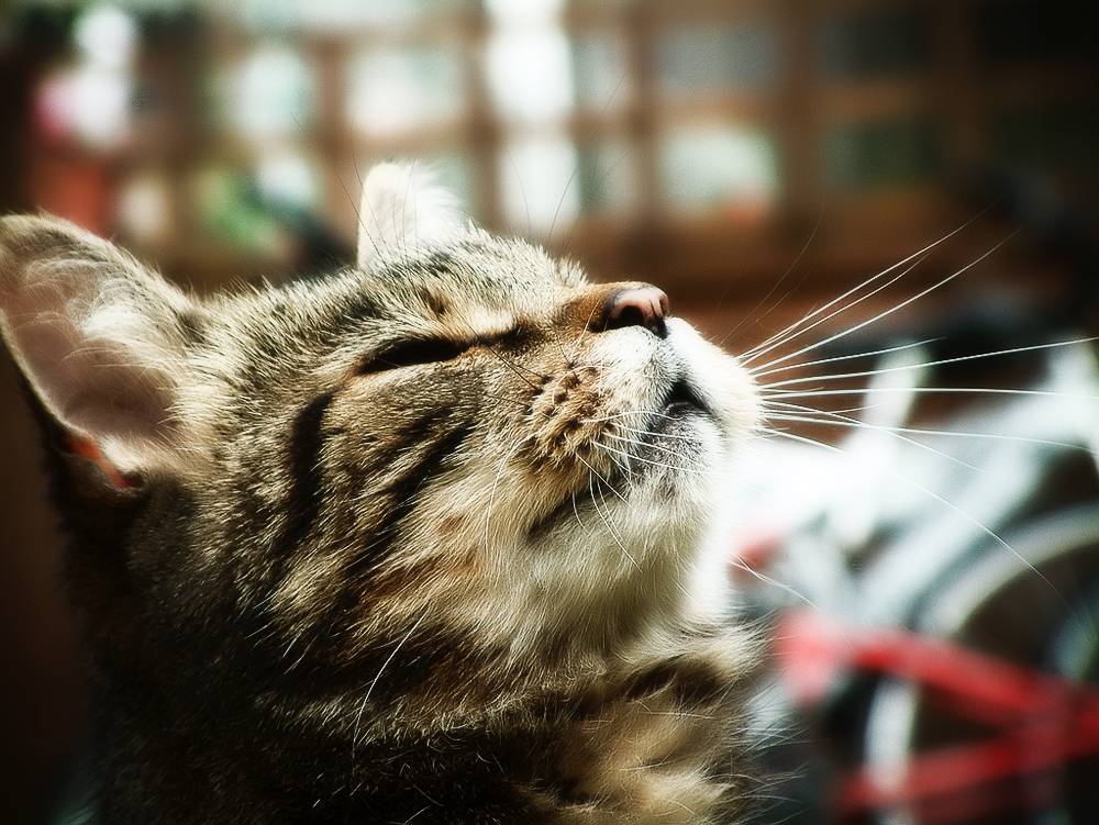 Трахеит у кошек симптомы и лечение