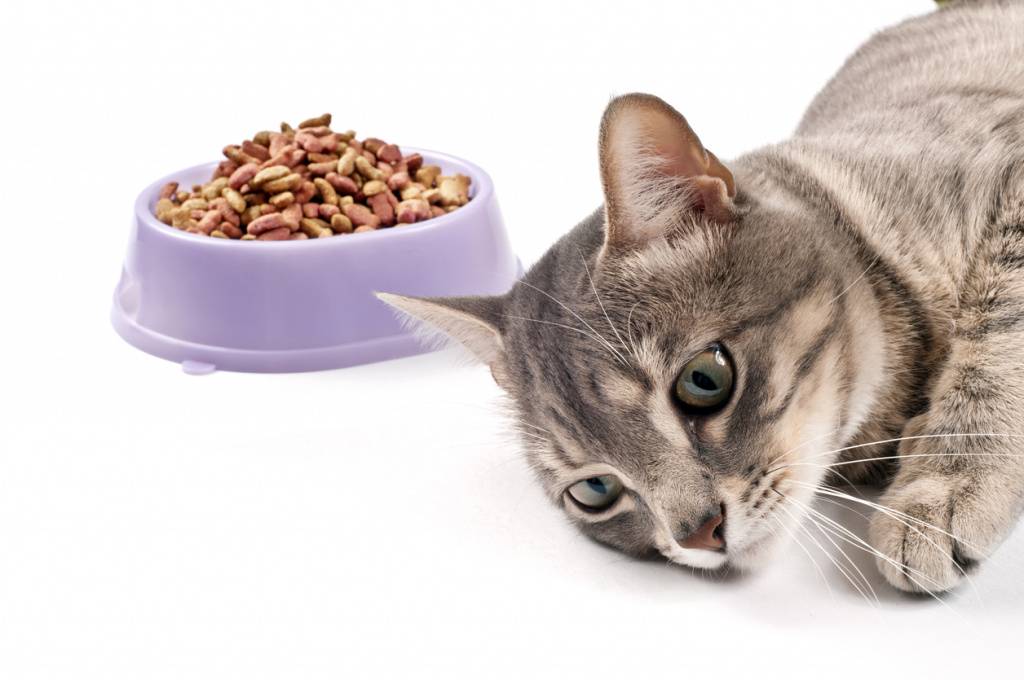 Как вылечить кота который ничего не ест похудел