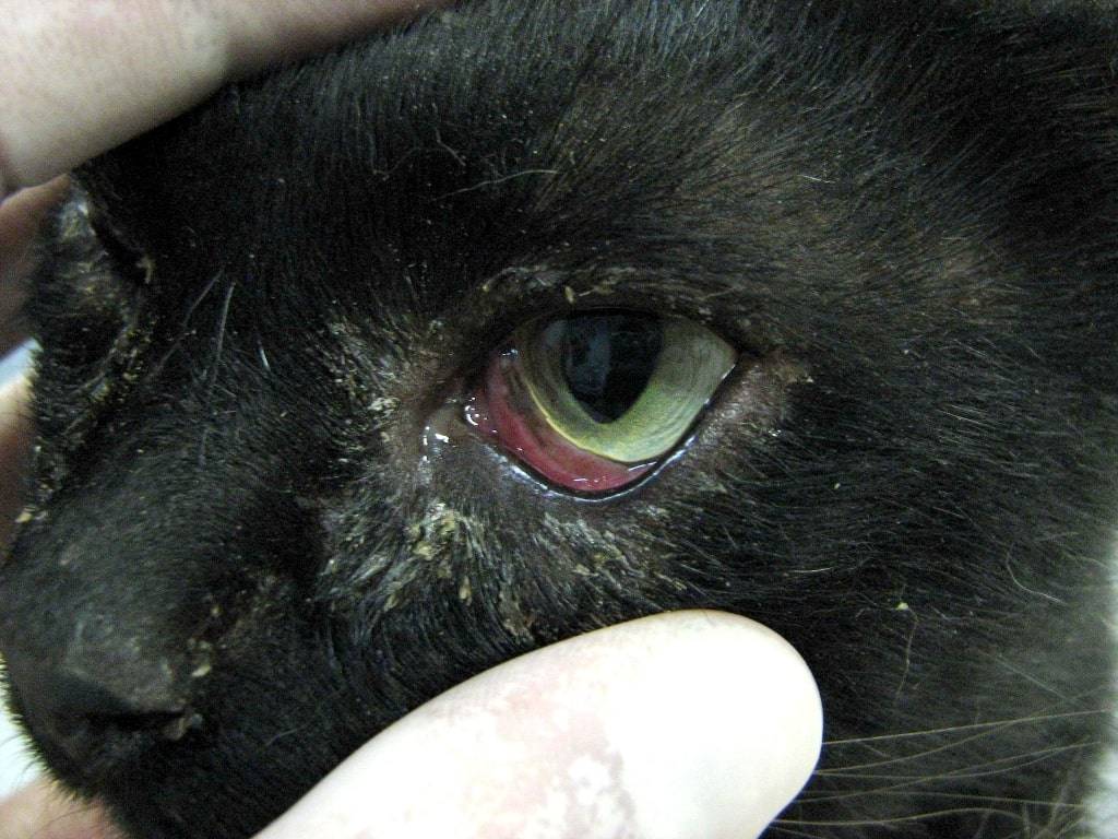 У кошки воспалился глаз чем лечить